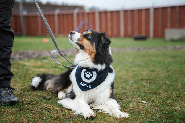 Hundscarf Agria Hundpromenad i gruppen Agria Shop / Produkter / Hund hos AgriaShop (2371r)