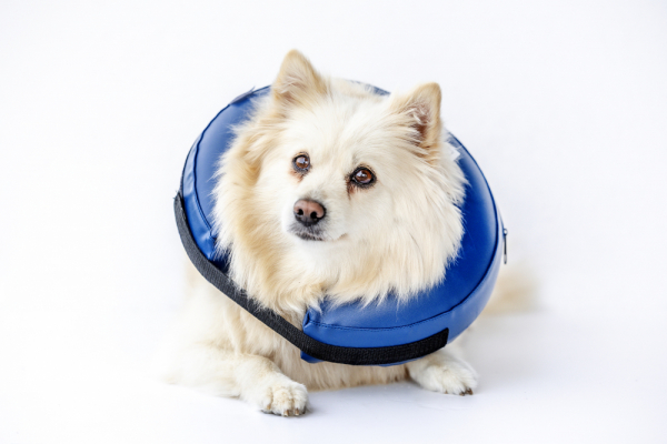 Uppblsbar hundkrage i gruppen Agria Shop / Hund hos AgriaShop (AGR2134r)