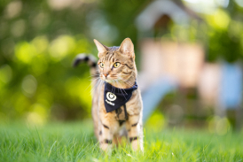 Scarf Agria Kattparad