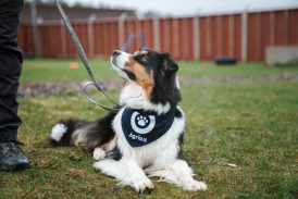 Hundscarf Agria Hundpromenad