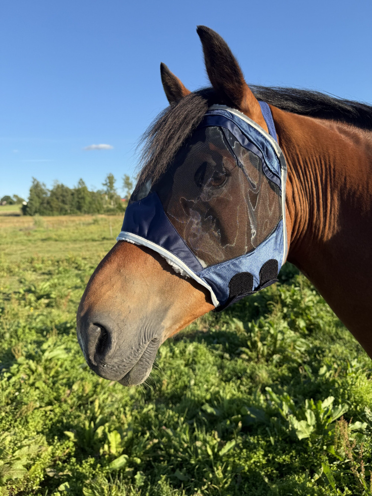 Flughuva till häst